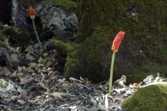 Arum dioscoridis