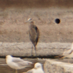 Ardea herodias