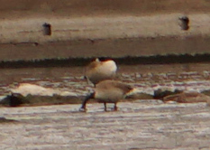 Branta canadensis