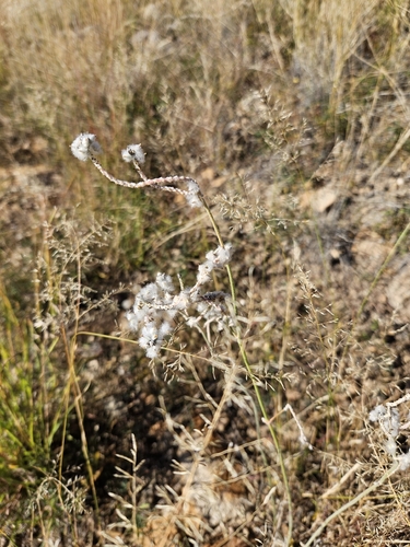 Arizona snakecotton