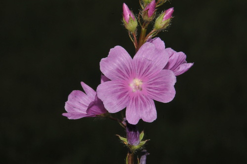 salt spring checkerbloom (Sidalcea neomexicana)