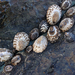 Lottia Limpets - Photo (c) Liam O'Brien, some rights reserved (CC BY-NC), uploaded by Liam O'Brien