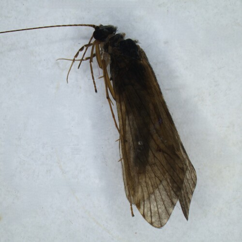 Hydropsyche guttata