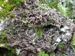 Nephroma tangeriense