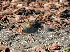 Zonotrichia leucophrys