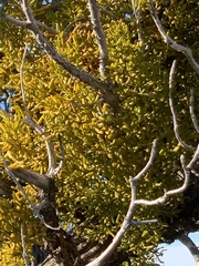 Phoradendron bolleanum