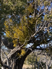 Phoradendron bolleanum