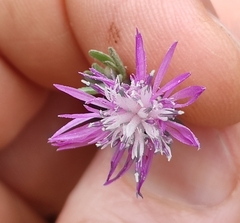 Centaurea aplolepa
