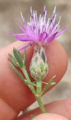 Centaurea aplolepa, photograph (c) Andrea Mologni, some rights reserved (CC BY-SA)