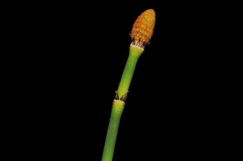 smooth horsetail (Equisetum laevigatum)