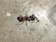 Camponotus