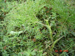 Conioselinum