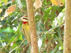 Xiphidiopicus percussus