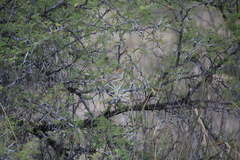 Cisticola galactotes