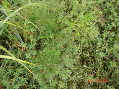 Conioselinum
