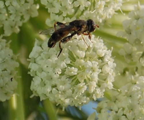 Unknown species found near Sierra County, NM, USA