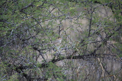 Cisticola galactotes