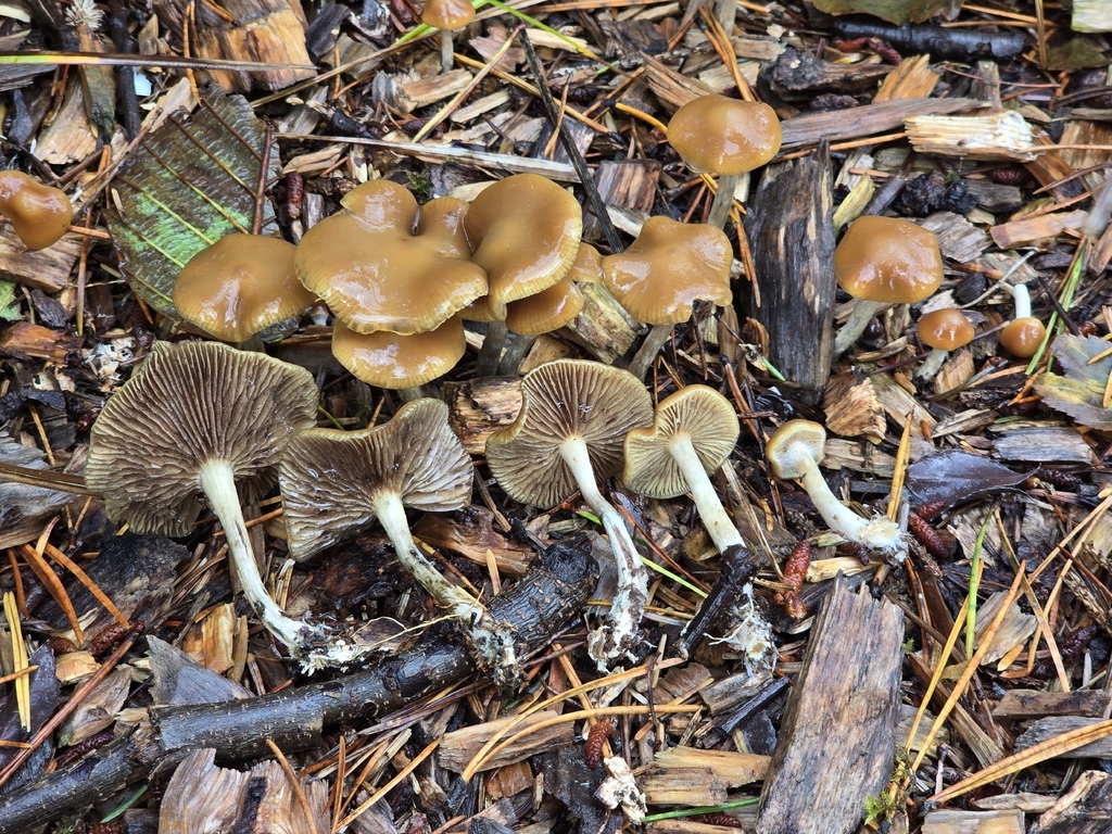Psilocybe cyanescens · November 2025 · photo: © alan_rockefeller (iNaturalist, cc-by-sa)