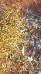 Eriogonum rixfordii