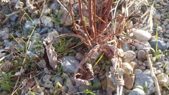 Eriogonum rixfordii