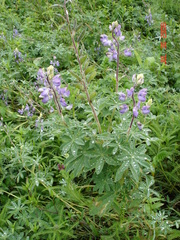 Lupinus nootkatensis