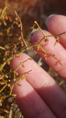 Eriogonum rixfordii