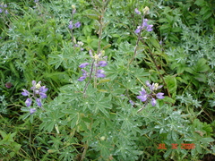 Lupinus nootkatensis