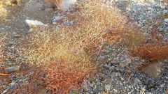 Eriogonum rixfordii