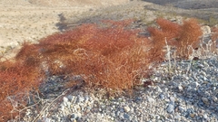 Eriogonum rixfordii
