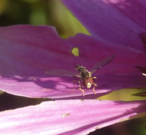 Unknown species found near Baltimore County, MD, USA