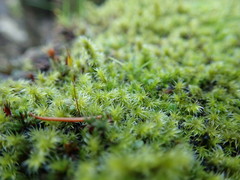 Racomitrium elongatum