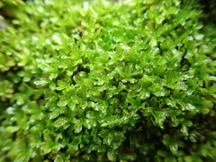 Syntrichia latifolia