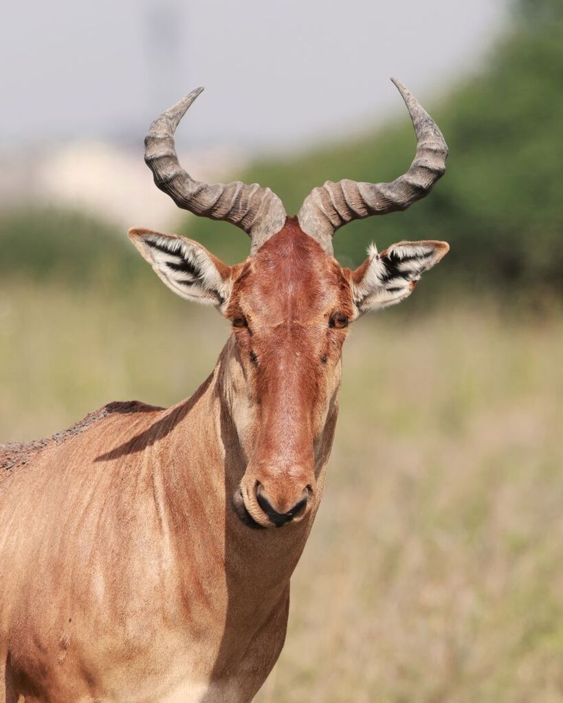 Coke’s hartebeest, Mugumoini, Nairobi, Kenya, photographed by joseluisblazquez