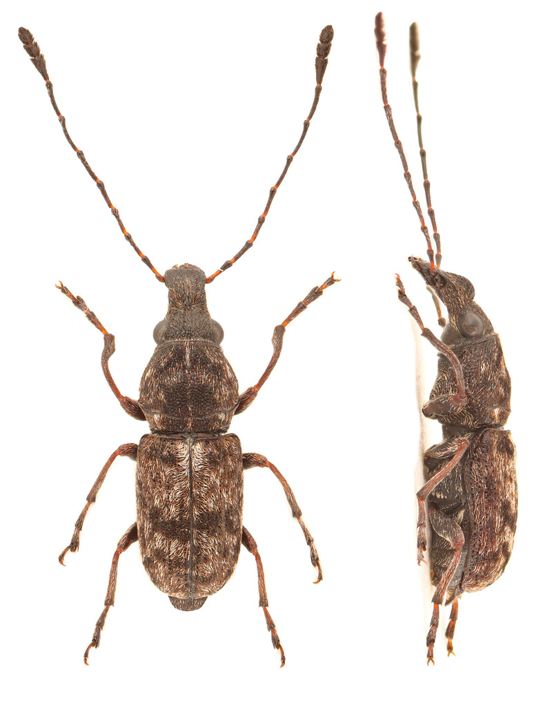 Allandrus bifasciatus