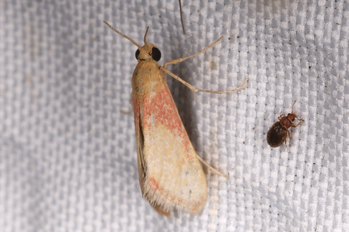 Mojavia achemonalis