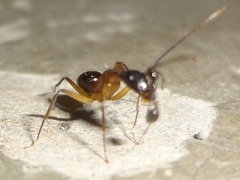Camponotus