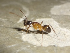 Camponotus