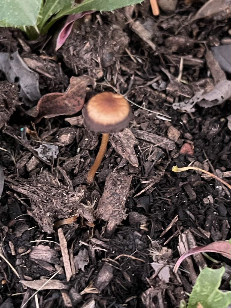 Panaeolus cinctulus · November 2025 · photo: © julietrav24 (iNaturalist, cc-by)