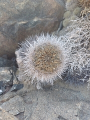 Eriosyce villosa