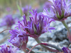 Allium abramsii