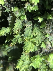 Fissidens osmundioides