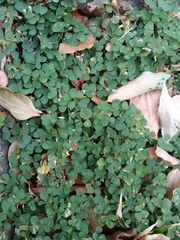 Grona triflora