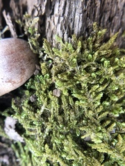 Fissidens osmundioides