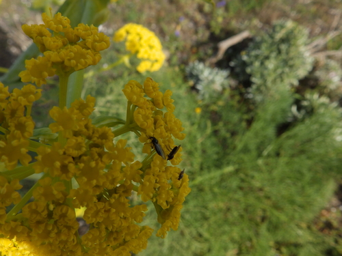 Ferula lancerotensis, photograph 6