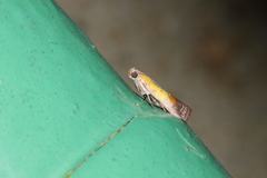 Piesmopoda semilutea