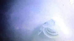 Dactylopterus volitans