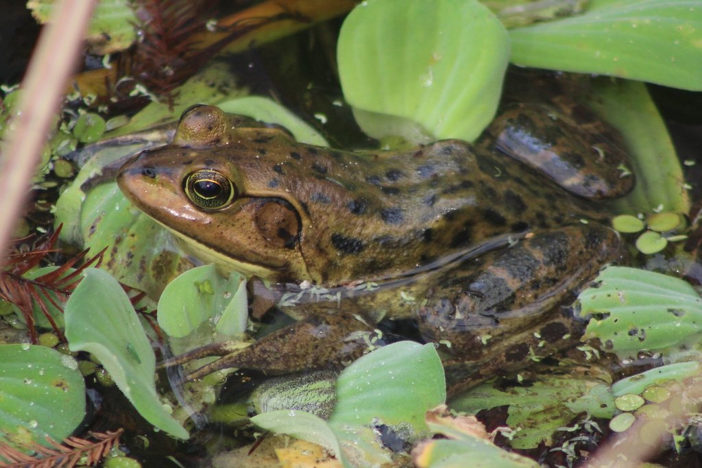 Pig Frog