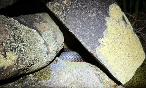 Red-bellied Black Snake sighting