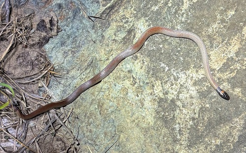 Red-naped Snake sighting