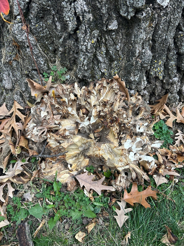 Grifola frondosa · November 2025 · photo: © kefreecomo (iNaturalist, cc-by)